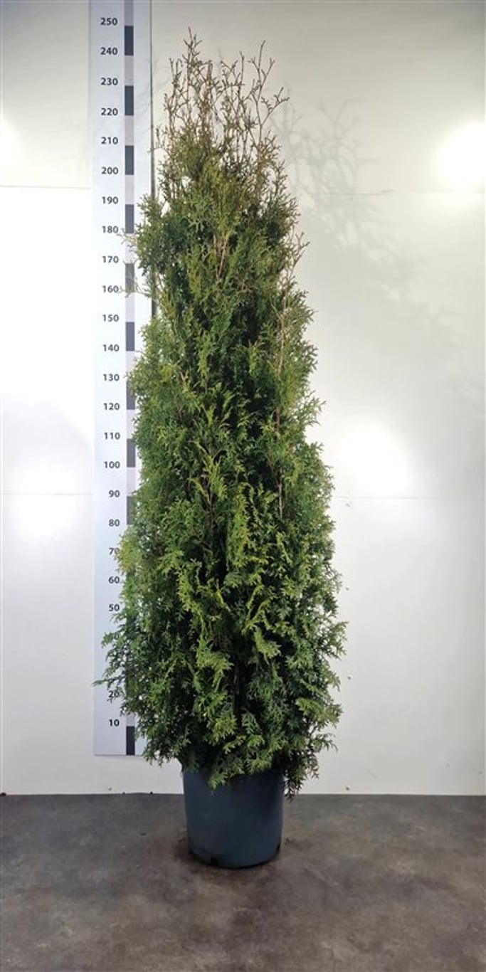 Thuja occ. 'King of Brabant' - C20 200-225 CM